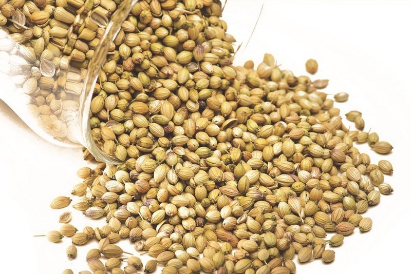 семена ГМО кориандра цены