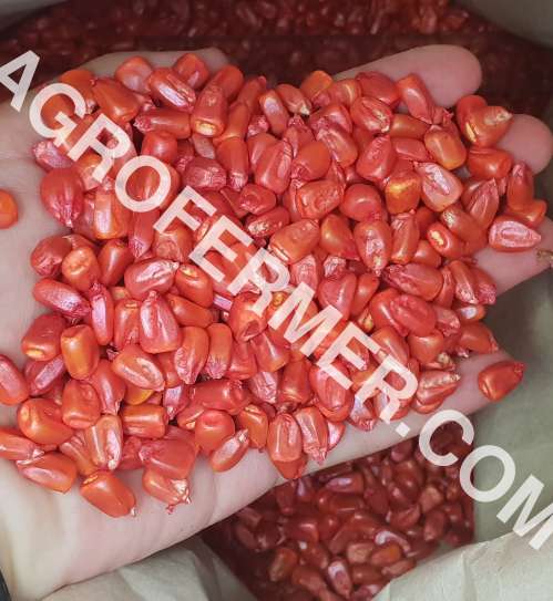 agrofermer.com пропонує Насіння кукурудзи CORBIN FS - 899 ФАО 260 Насіння кукурудзи CORBIN FS - 899 ФАО 260
