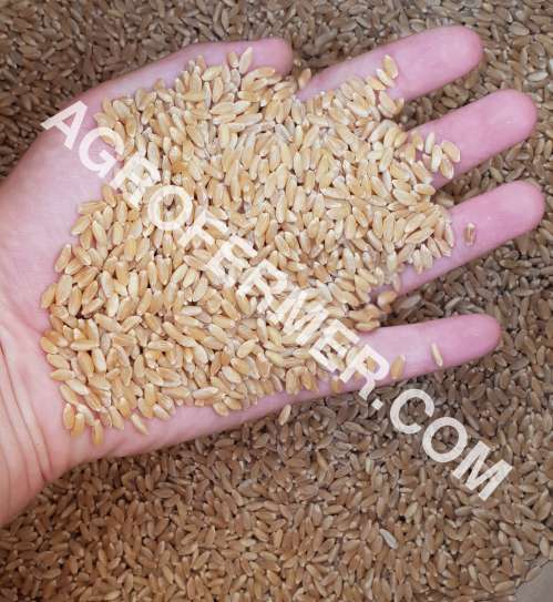 Насіння пшениці ZELMA