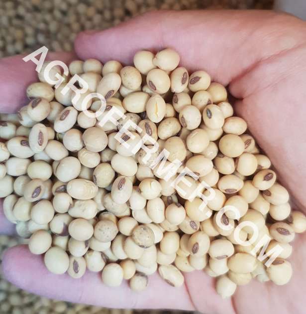 Семена сои ABEE