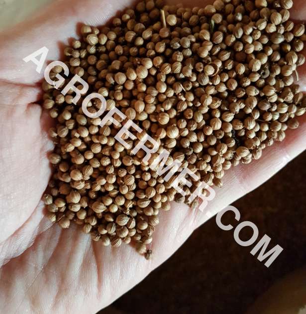 Семена кориандра PUEBLO