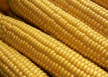 Переваги трансгенного насіння кукурудзи