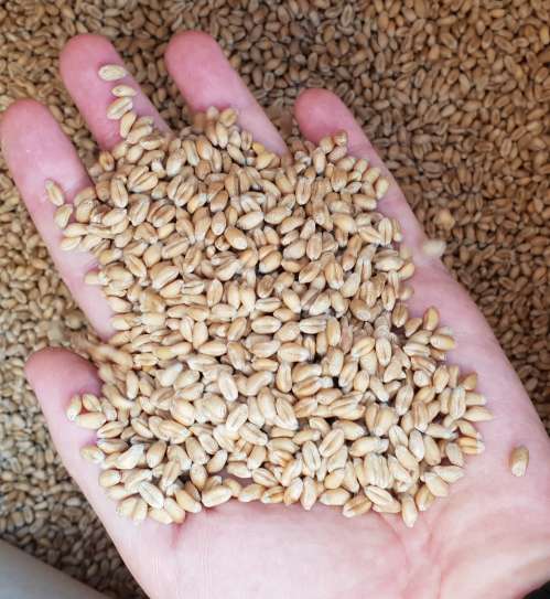Семена пшеницы двуручки Baxter