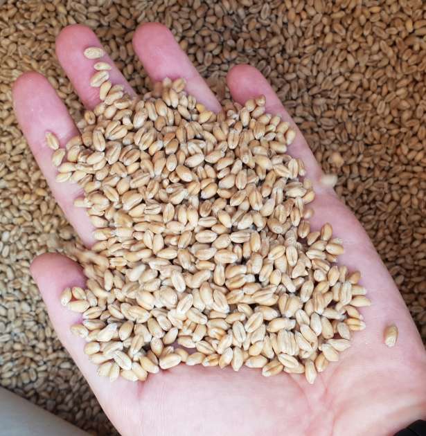Сортовые семена пшеницы виды типы семян