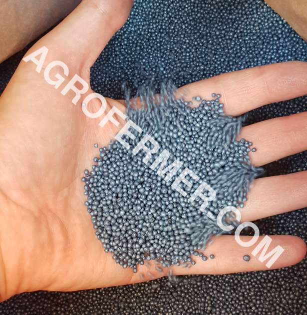 Насіння ріпака DEXTER