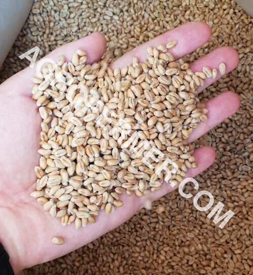 Семена пшеницы двуручки MAVIC