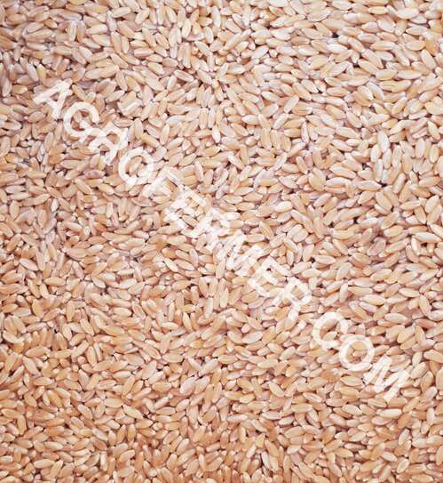 Семена пшеницы FARGO