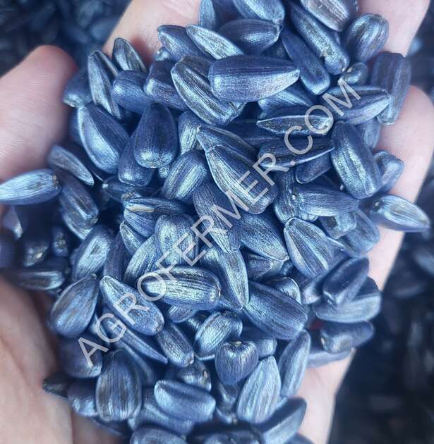 Насіння соняшника RICH