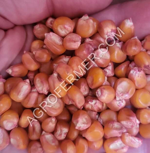 Семена кукурузы ADEL ФАО 260