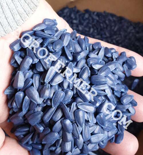 Семена подлолнечника NEWTON