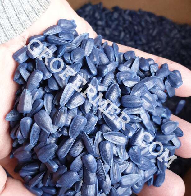 Семена подлолнечника NEWTON