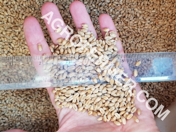 купити насіння пшениці в Україні