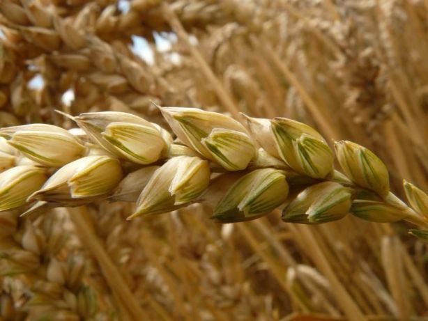 посевная пшеница высокой урожайности